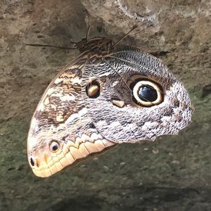 Meet your Posher, Ali